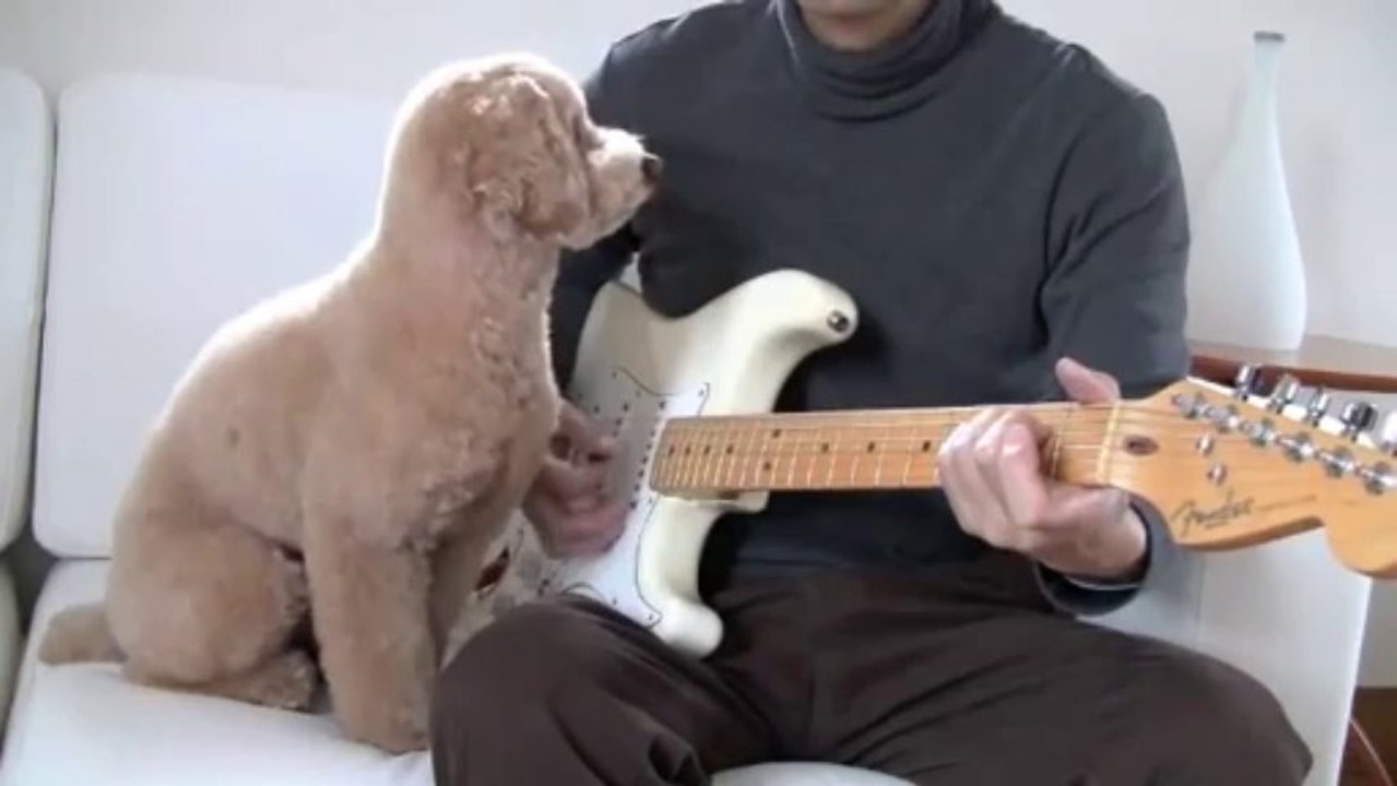 Un caniche joue de la guitare avec son maître!! Comme Hendrix LOL