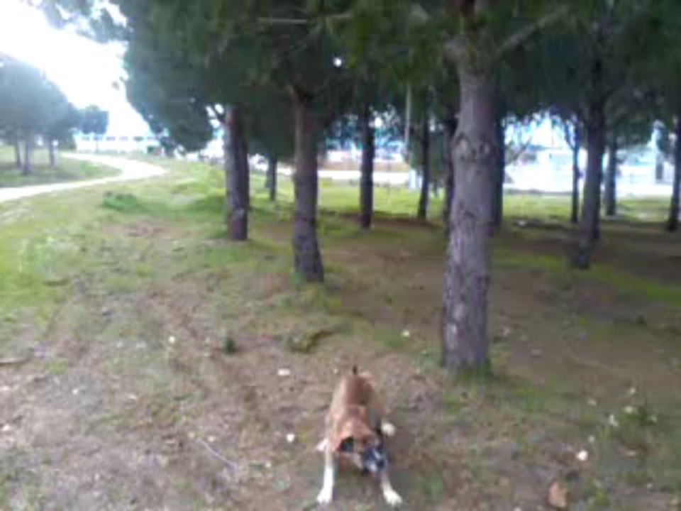 jumping- BIDÛ - german boxer