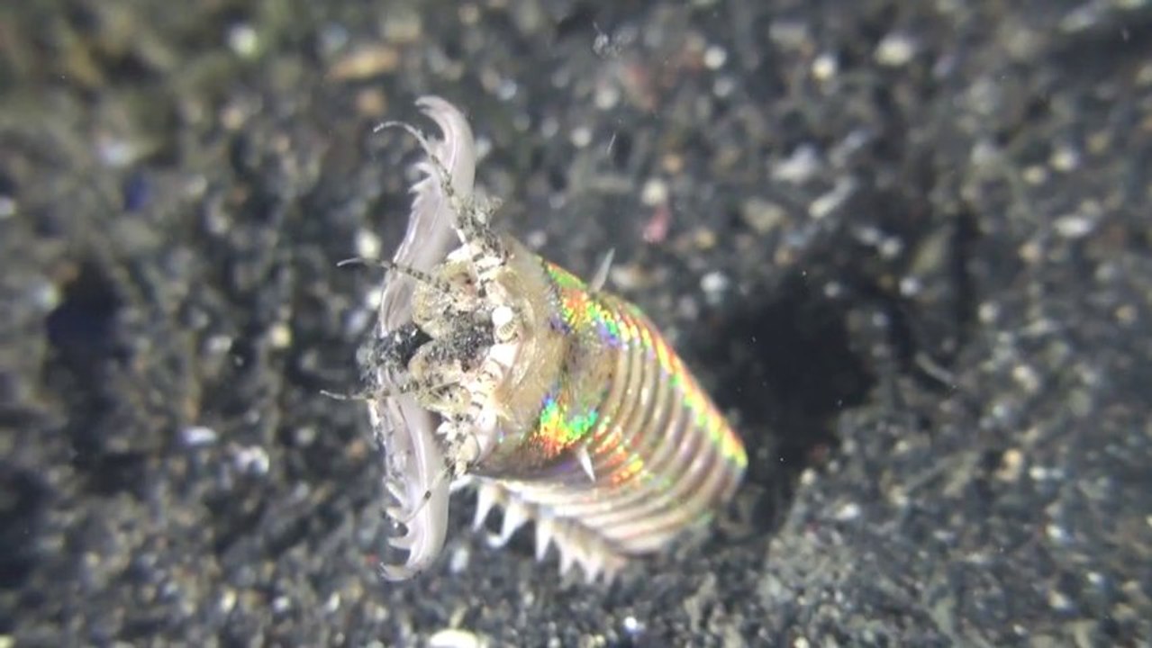 Bobbit Worm - Dinner time