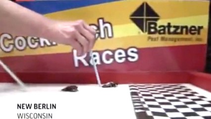 From 'Running of the Roaches' To Remote Control RoboRoach... Yuck.