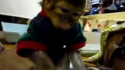 ▶ とある日の猫と猿の日常。 - YouTube [720p]