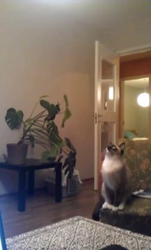 Un chat fait un énorme saut pour attraper un ventilateur - Fail