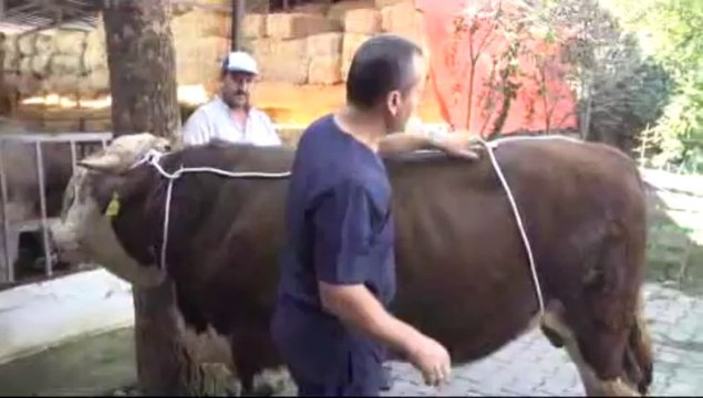 Boğaları dize getiren yatırma tekniği: Rueff