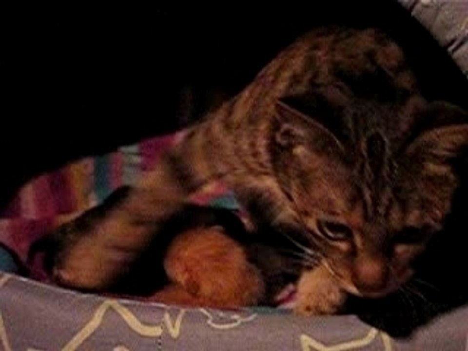 Les chatons ont 2 jours