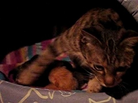 Les chatons ont 2 jours