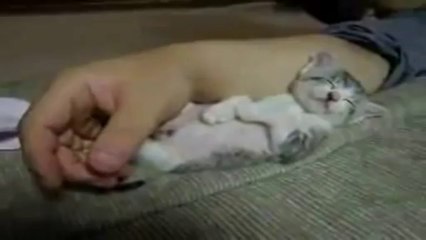 Un chat mignon qui s'endort...