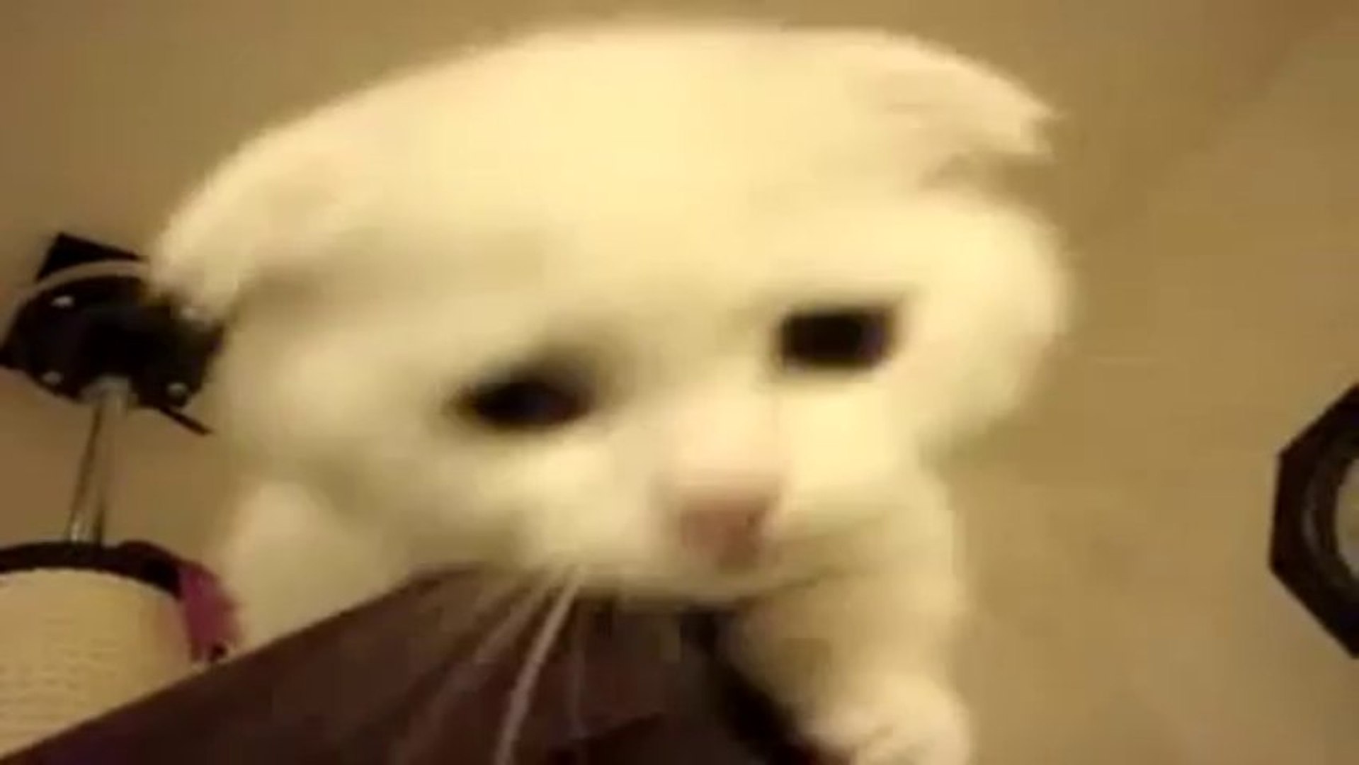 Un Chaton Qui Miaule Comme Un Bébé