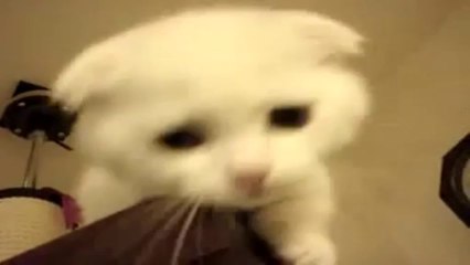 Un chaton qui miaule comme un bébé