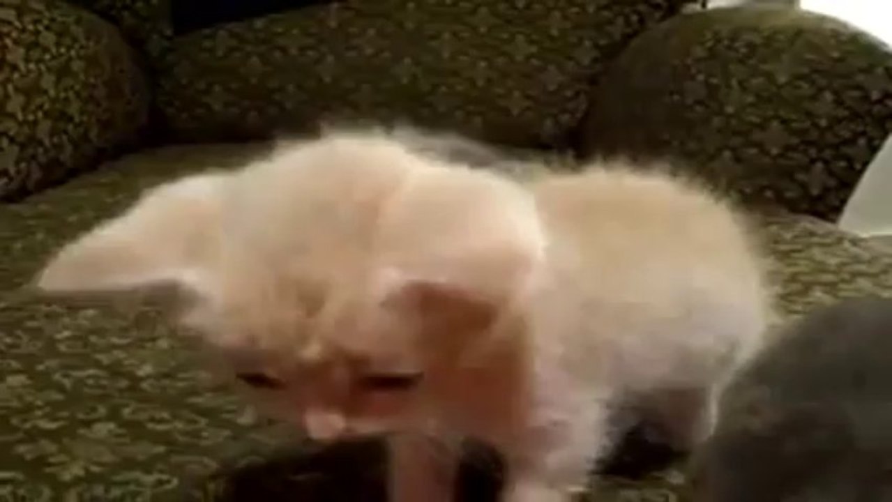 Un petit chaton qui s'endort