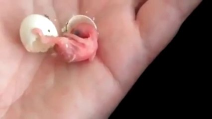 Baby Bird Egg Hatching ! - Funny Videos at Fully :)(: Silly