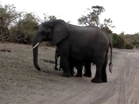 Baby Elephant Sneezes At Tourists - Funny Videos at Fully :)(: Silly