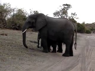 Baby Elephant Sneezes At Tourists - Funny Videos at Fully :)(: Silly