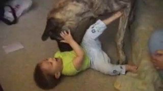 Big Dog Playing With Baby - Funny Videos at Fully :)(: Silly