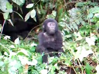 Brave Baby Gorilla - Funny Videos at Fully :)(: Silly