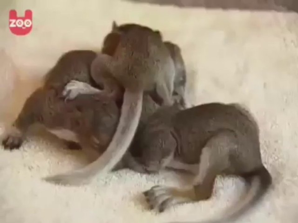 Cat Adopts Baby Squirrels - Funny Videos at Fully :)(: Silly