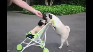 Pug Puppy Pushes Baby Stroller!!! - Funny Videos at Fully :)(: Silly