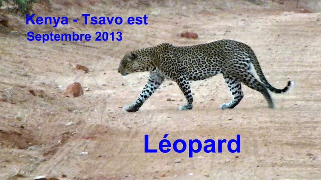 Kenya 2013 - Léopard à Tsavo