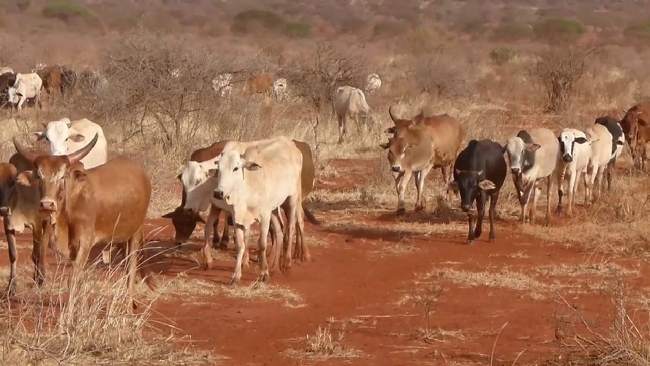Kenya 2013 - Pâturage illégal à Tsavo