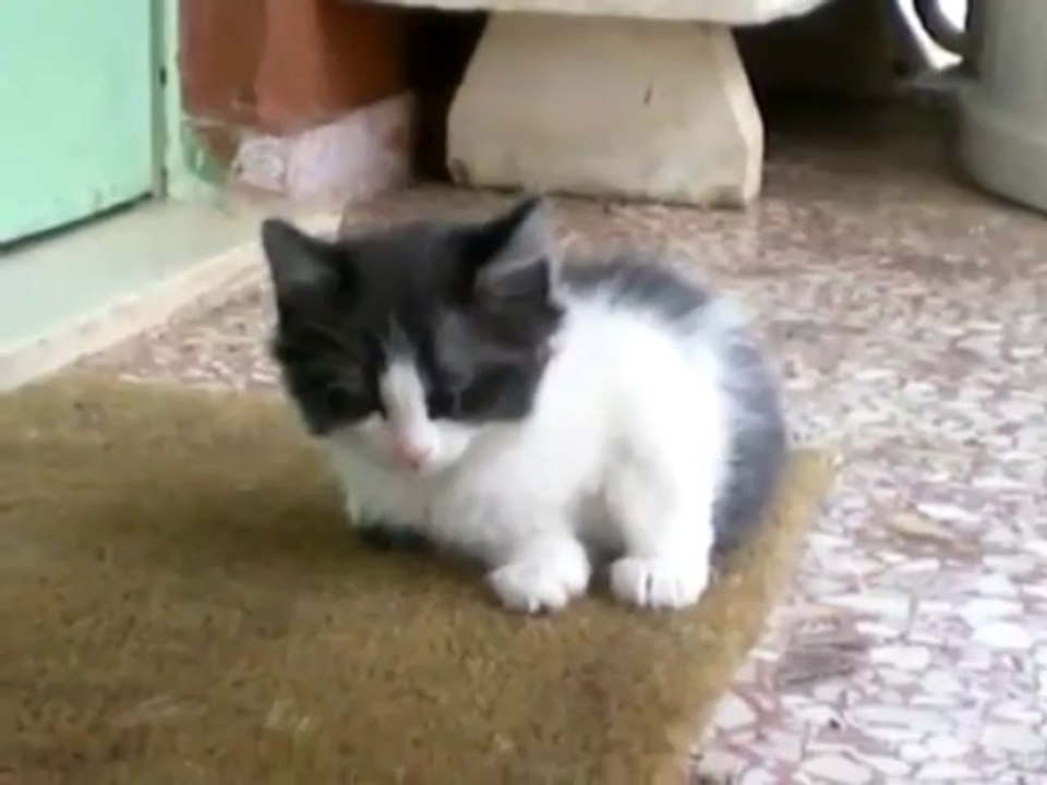 Sleeepy Baby Kitten! - Funny Videos at Fully :)(: Silly
