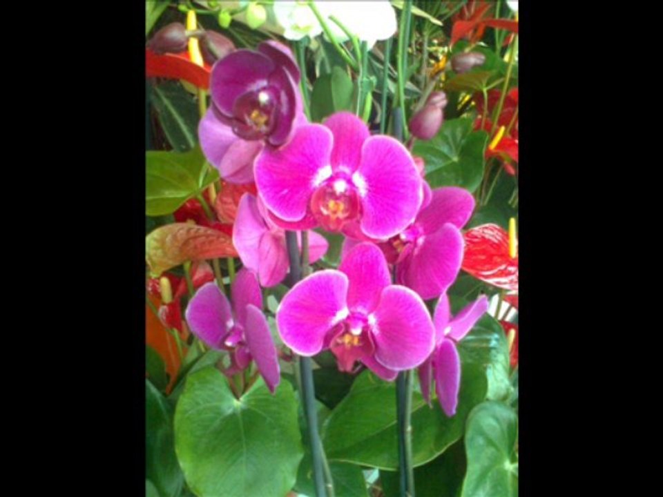 bir fincan kahve- nenni bebek