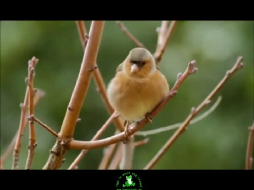Arnavut Şevket - Cibili Cibili Cibili Şak Şak Şak