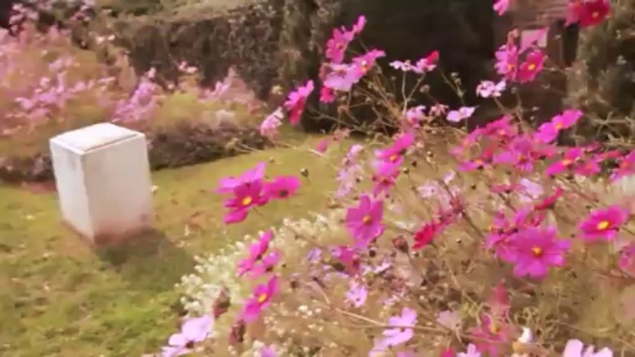 Crvena jabuka - stizu me sjecanja