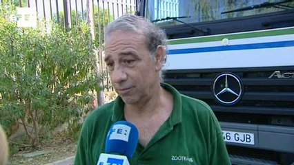 Trasladan a una elefanta del Bioparc a un zoo holandés