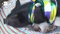 Porquinho de estimação atrai olhares curiosos na Colômbia.