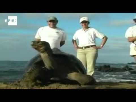 100 Years of solitude ends for world-famous tortoise Lonesome George