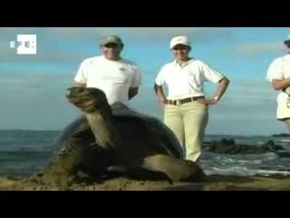 100 Years of solitude ends for world-famous tortoise Lonesome George