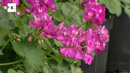 Investigadores obtienen geranios que viven más y otros sin polen