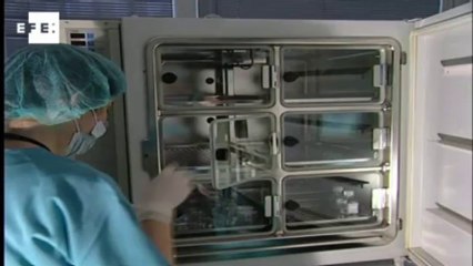 Científicos españoles descubren el mecanismo de resistencia a la quimioterapia 150