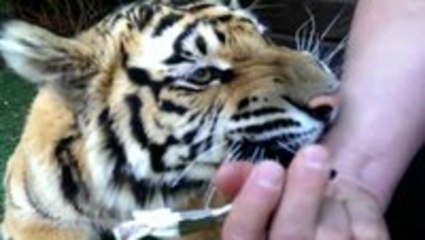 How to remove a Tiger's diseased tooth
