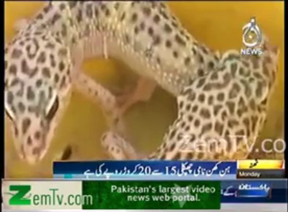 Pricious lizard leopard gecko