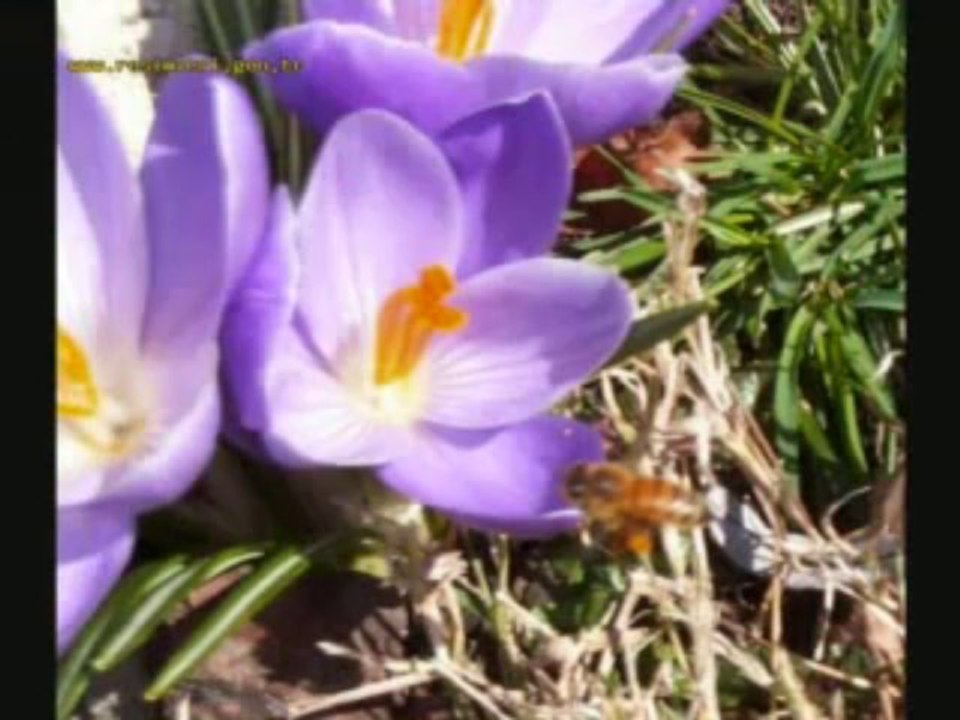 WwW seslimeneksem.com sunar  Gülün ömrü benim olsun, benim ömrüm senin olsun