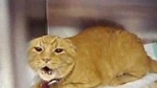 Very Angry Cat !!! Beware !