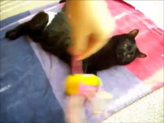 Paralysed Cat Still Loves to Play