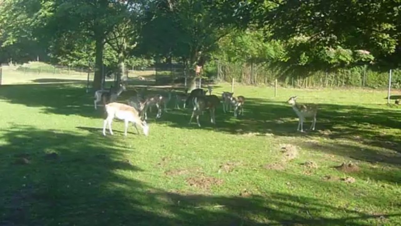 Heyendaal Deer
