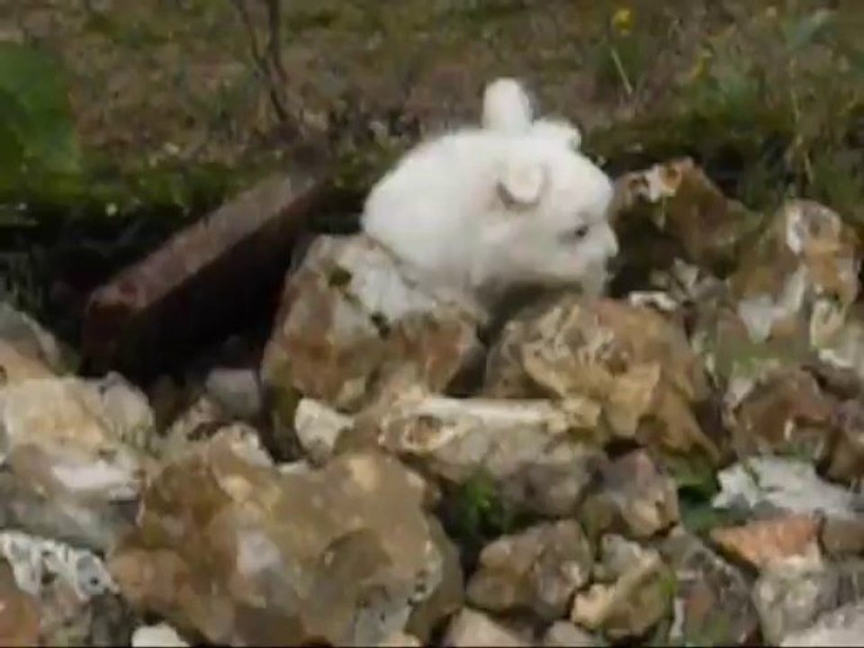 Les crapules I - 18.10.13 MM