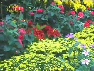 La Sương Sương - Thì Thầm Mùa Xuân (Sắc Xuân Saigon)