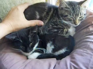 Idaho et Iroise, chatons ex-sauvageons