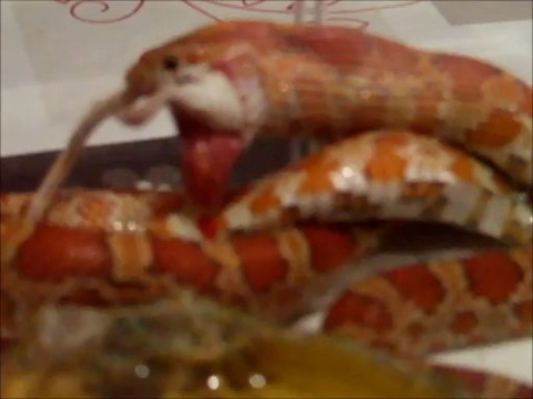 serpent qui mange une souris