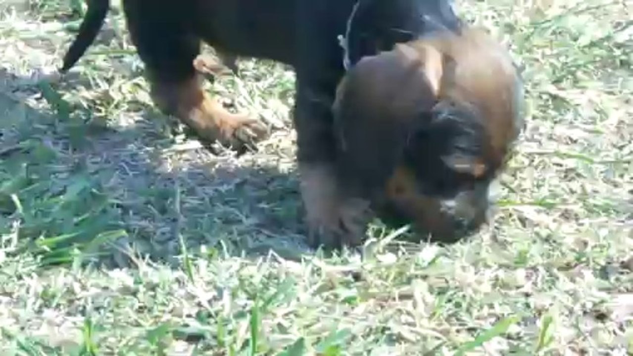 chiots teckels 13.10.13 006