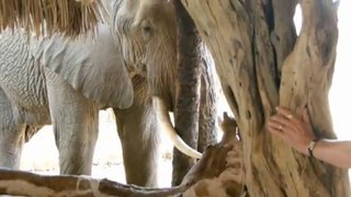 Kenya 2013 - Eléphants dangereux à Galdessa (Tsavo)