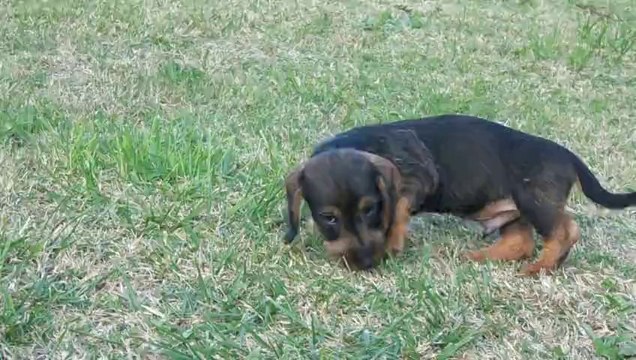 chiots teckels 13.10.13 007