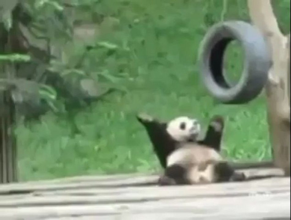 Amazing Panda Dance