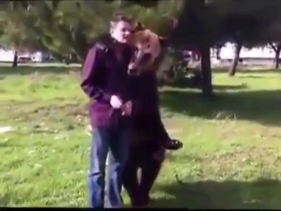 Funny bear