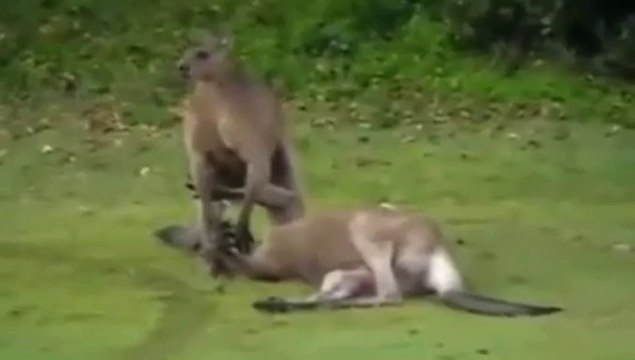 Kangaroo Puts Sleeper Hold On Another Kangaroo