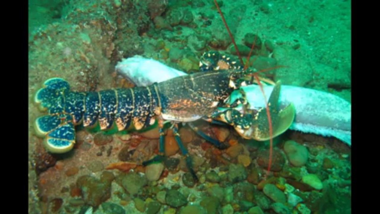 Plongée épaves SN1