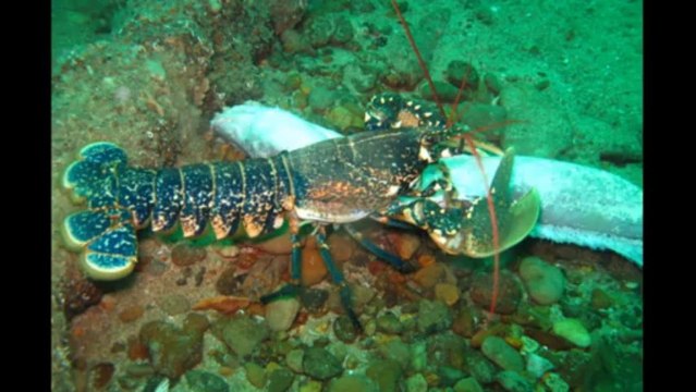 Plongée épaves SN1